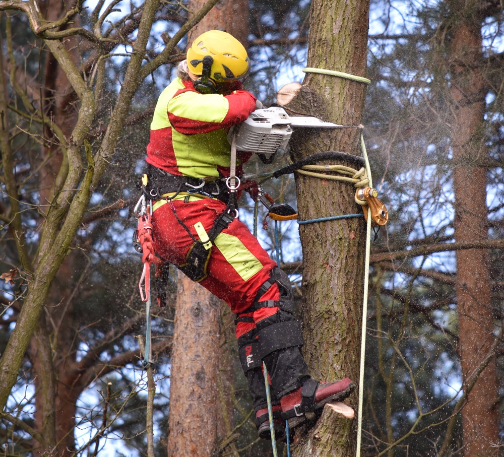 Arborysta pracujący przy wycince drzewa z użyciem lonży stalowej