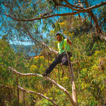 Lina arborystyczna Courant Komora 11,7mm + oko