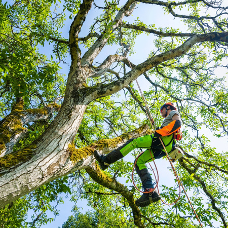Lina arborystyczna Courant Kanopa 12,1mm + oko