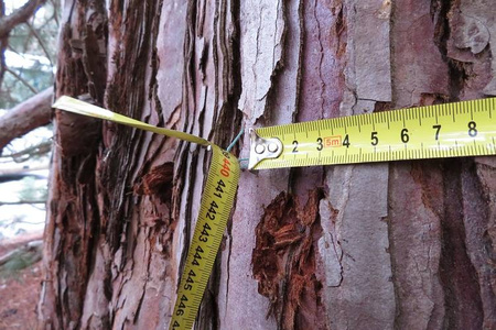 Tomograf Impedancyjny Fakopp ArborElectro